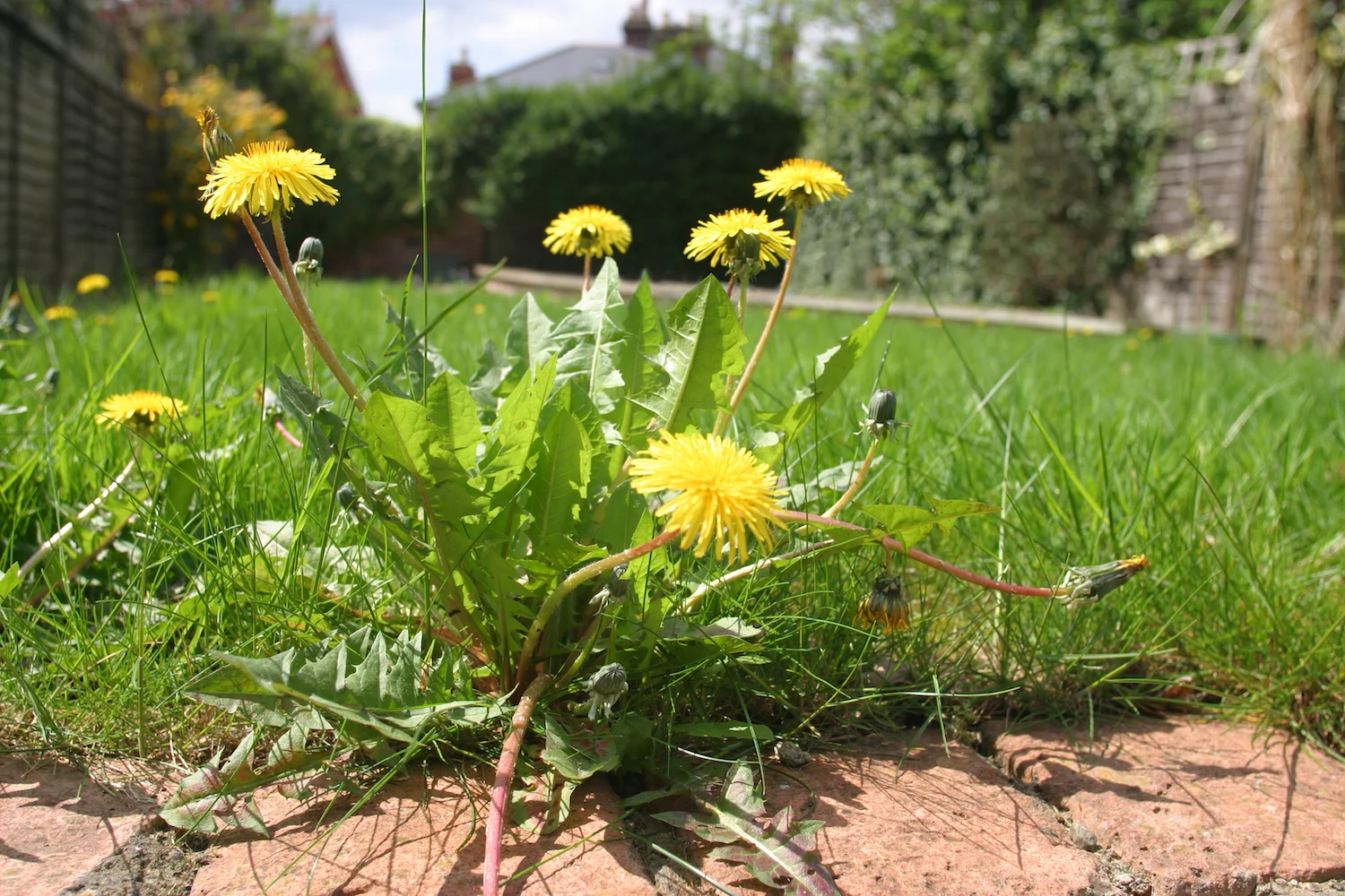 Weeds: Grassy vs. Broadleaf 