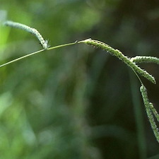 Weeds-Grassy-vs-Broadleaf 2