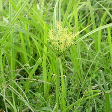 Weeds-Grassy-vs-Broadleaf 3